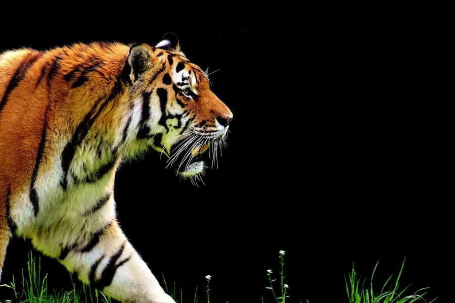 На Дальнем Востоке отмечают День амурского тигра
