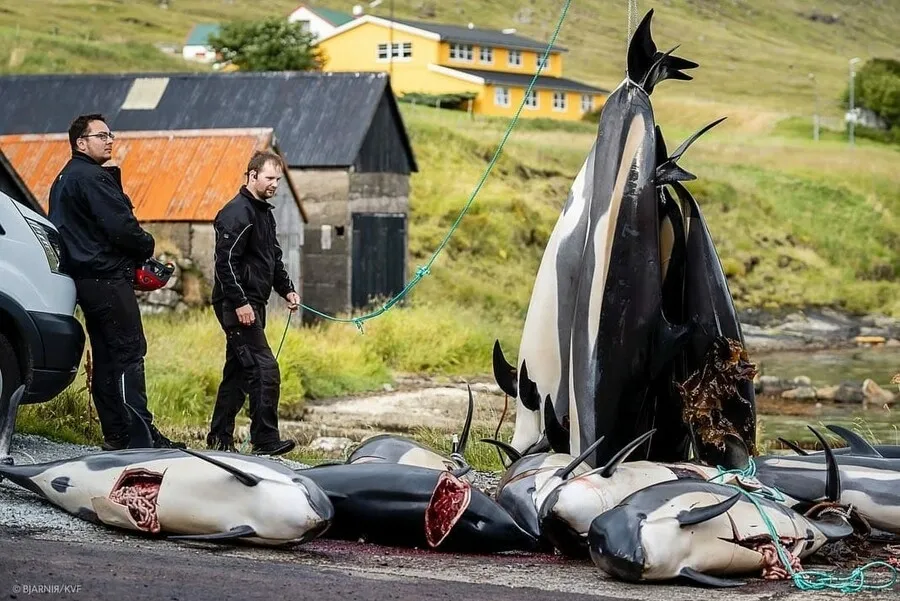 На Фарерских островах убили 1428 атлантических белобоких дельфинов