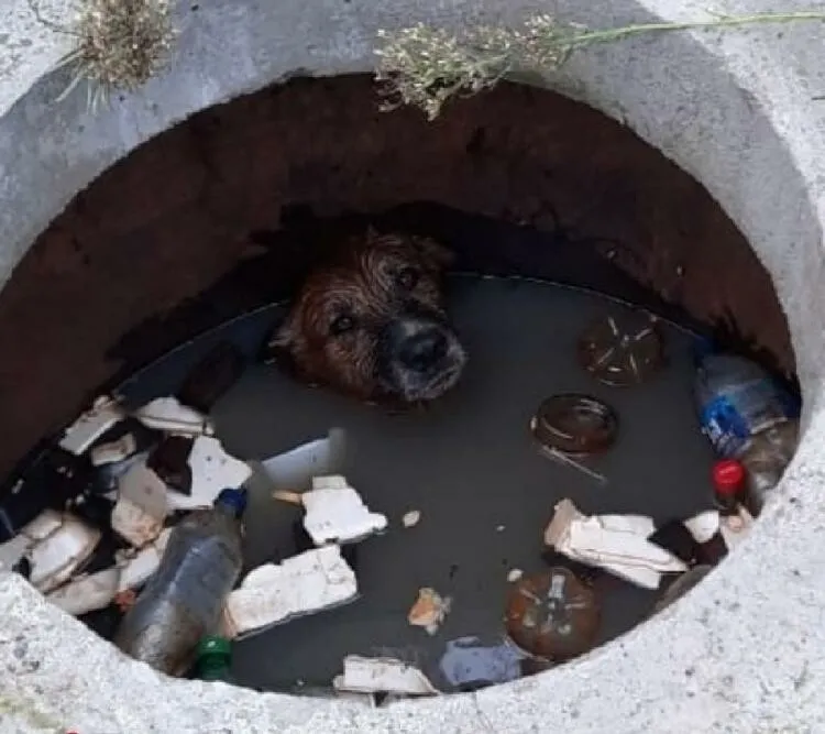 Жители Приморья спасли собаку, провалившуюся в открытый канализационный люк