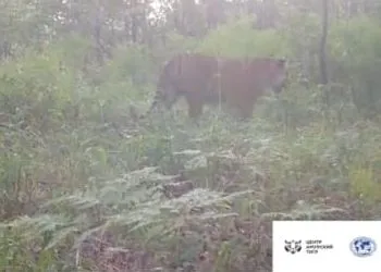 Специалисты полагают, что в Амурской области тигрица Елена встретилась с самцом