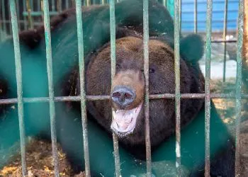 Медведице Даше дадут выспаться: благовещенские косолапые ушли на зимовку