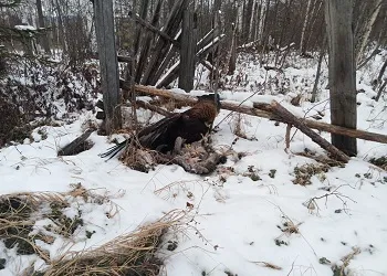 Амурское охотуправление обратилось минприроды, чтобы помочь краснокнижному беркуту