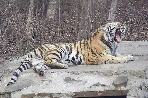 Тигрицы, выпущенные в Амурской области, осваивают новые территории