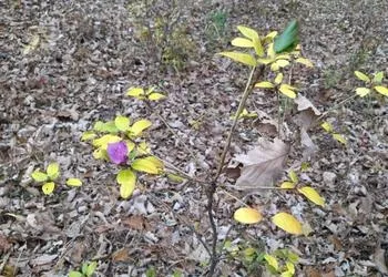 Рододендрон в пригороде Благовещенска перепутал время года