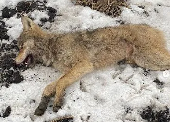 В амурском селе закололи вилами волка