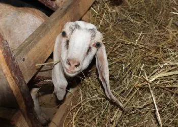 Житель Зеи развел «капризных» нубийских коз