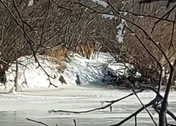 Бесстрашные амурчане продолжают следить за тигром в Архаринском районе