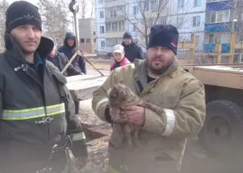 Амурские пожарные спасли от гибели щенка и кота