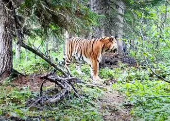 В будущем в Приамурье могут завезти еще одного тигра