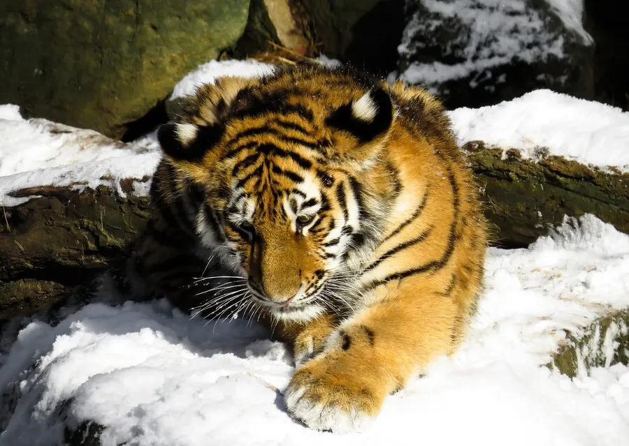 В Хабаровском крае отлавливают тигрёнка, замеченного на дороге несколько дней назад