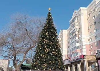 Новогодние елки «выросли» в Благовещенске