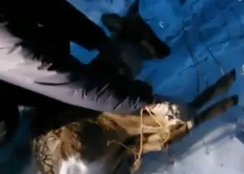 Благовещенцы помогли охотоведам поймать косулю, забежавшую в Первомайский парк