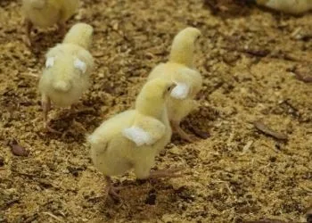 В Приамурье более 18 миллионов цыплят и утят получили прививки