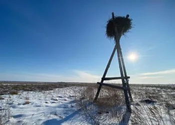 В Амурской области продолжают оборудовать «дома» для дальневосточных аистов