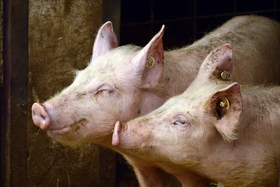 В Циолковском сняли карантин по африканской чуме свиней