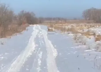 Амурские охотоведы поделились кадрами «неуловимых» косуль